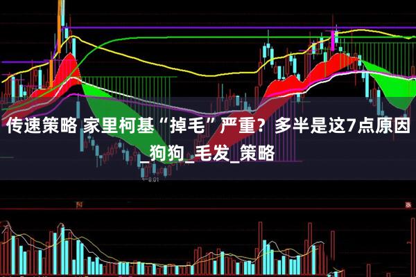 传速策略 家里柯基“掉毛”严重？多半是这7点原因_狗狗_毛发_策略