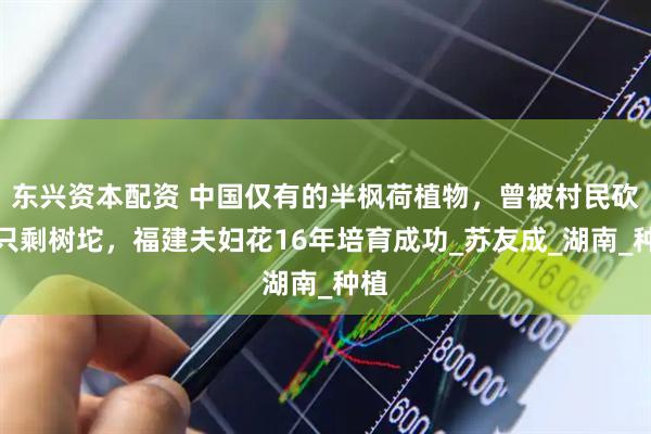 东兴资本配资 中国仅有的半枫荷植物，曾被村民砍得只剩树坨，福建夫妇花16年培育成功_苏友成_湖南_种植